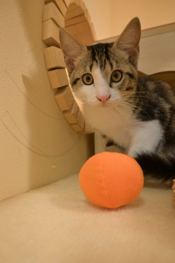 adoptions-sliderの6枚目