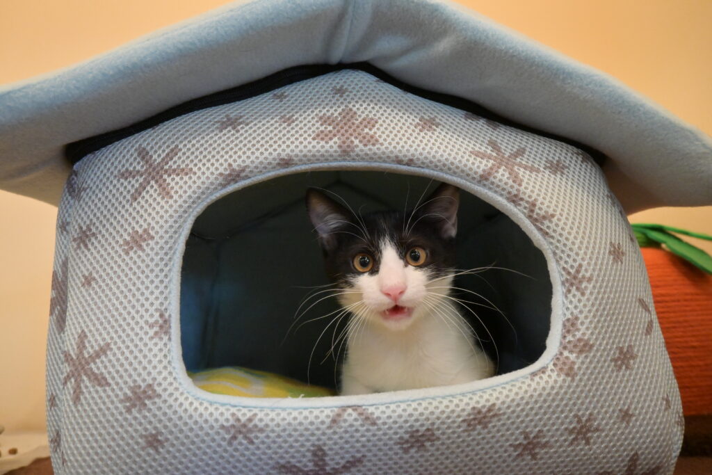 adoptions-sliderの7枚目