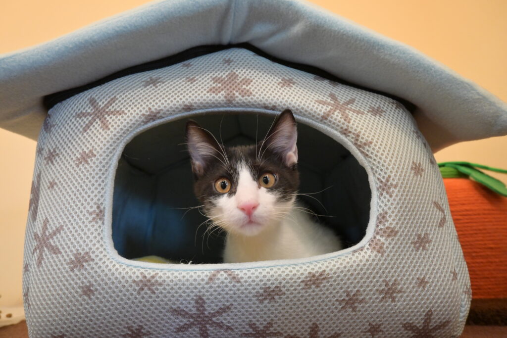 adoptions-sliderの8枚目