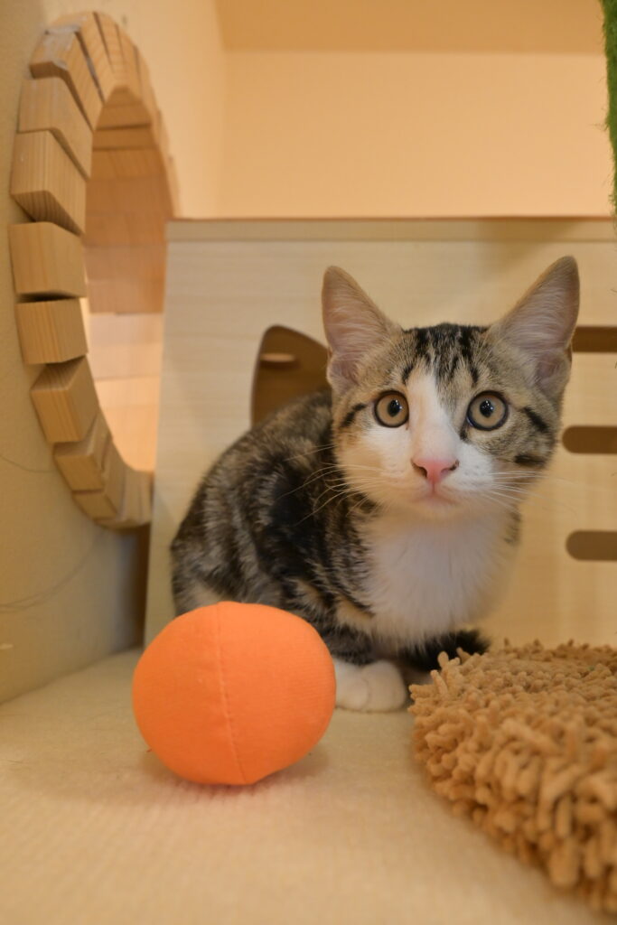 adoptions-sliderの7枚目