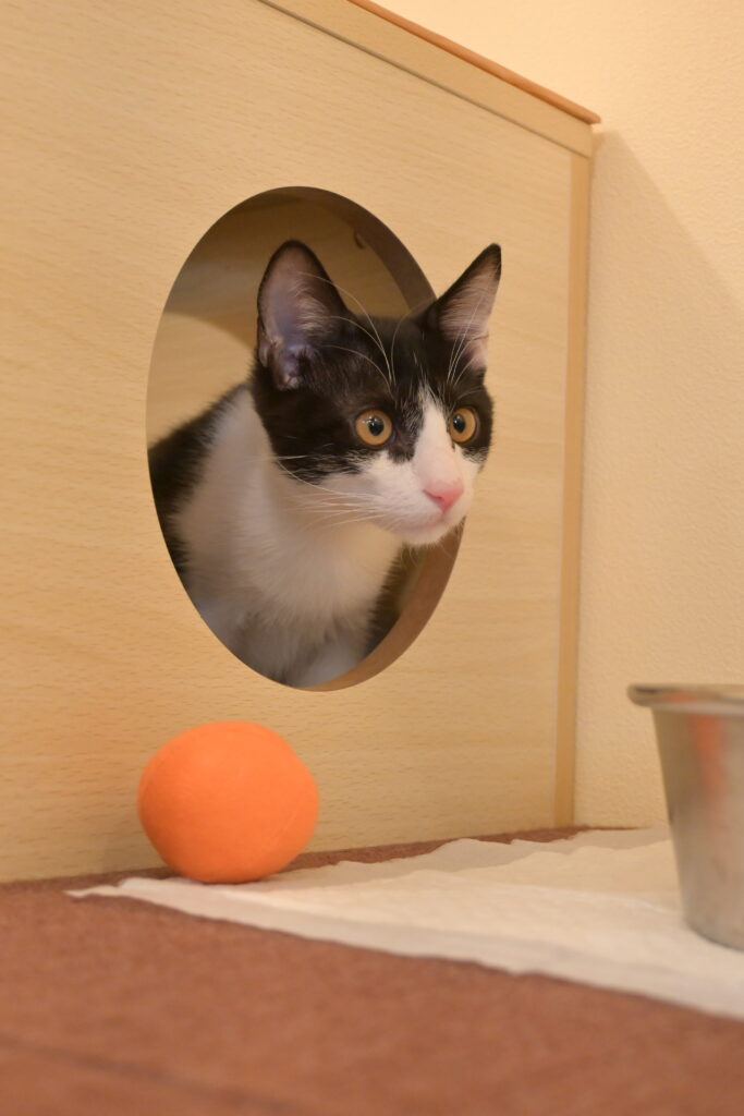 adoptions-sliderの10枚目