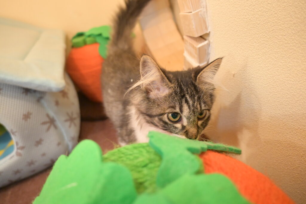 adoptions-sliderの6枚目