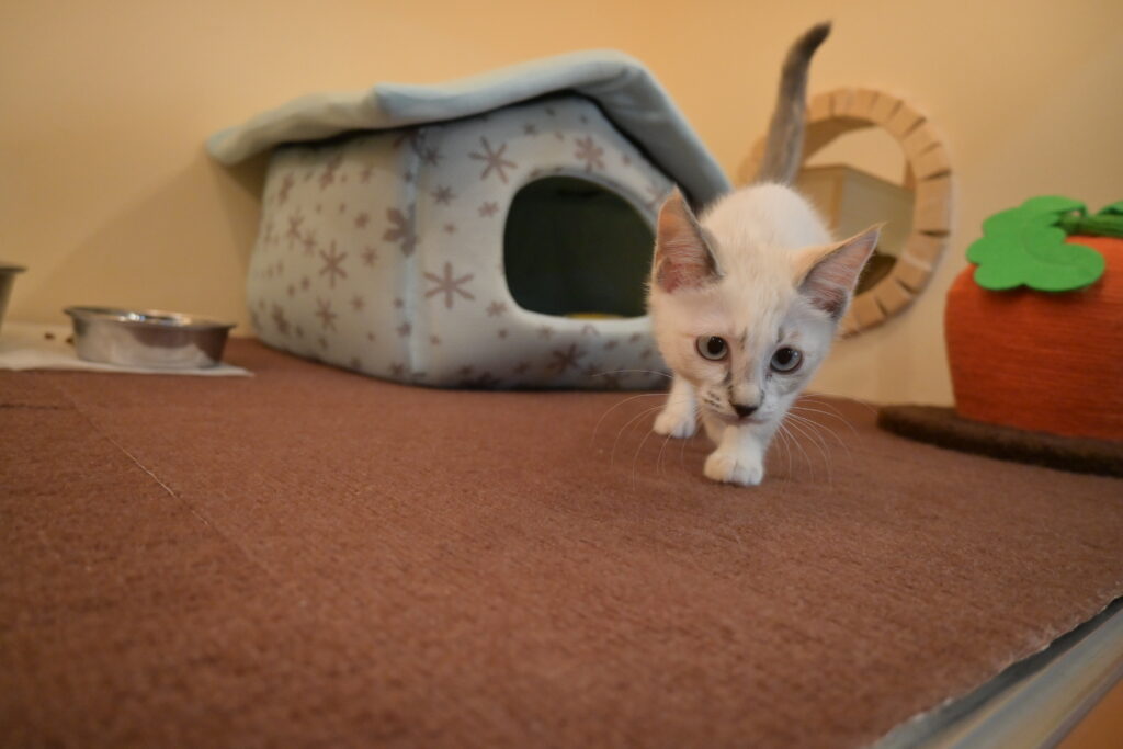 adoptions-sliderの6枚目