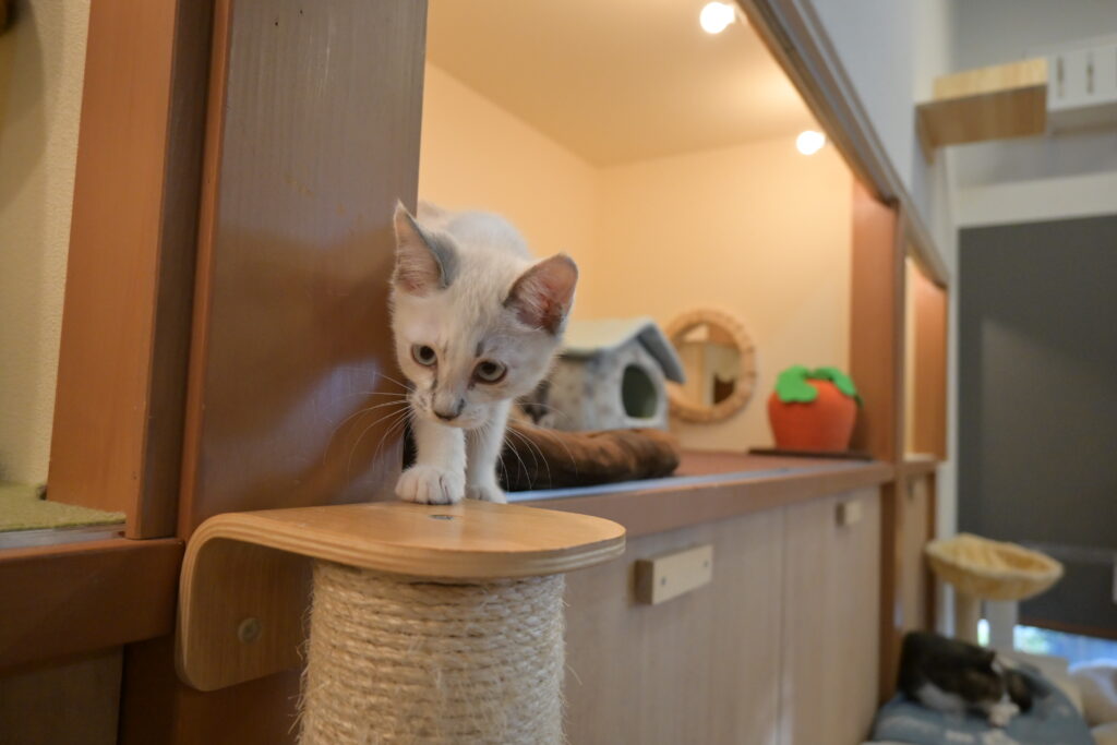 adoptions-sliderの8枚目