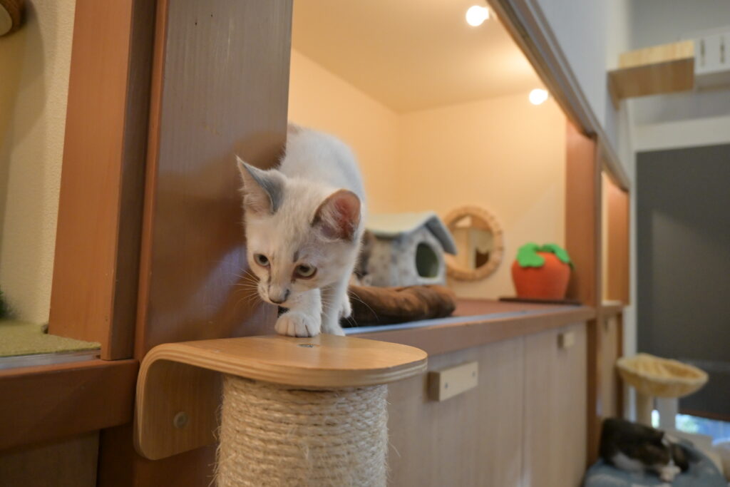 adoptions-sliderの7枚目