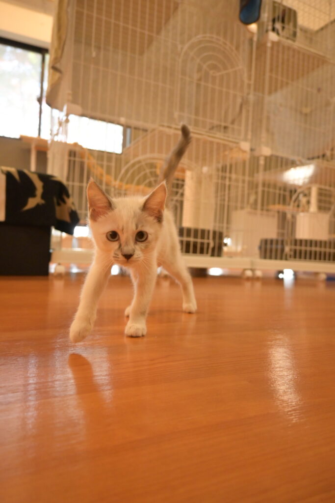 adoptions-sliderの2枚目