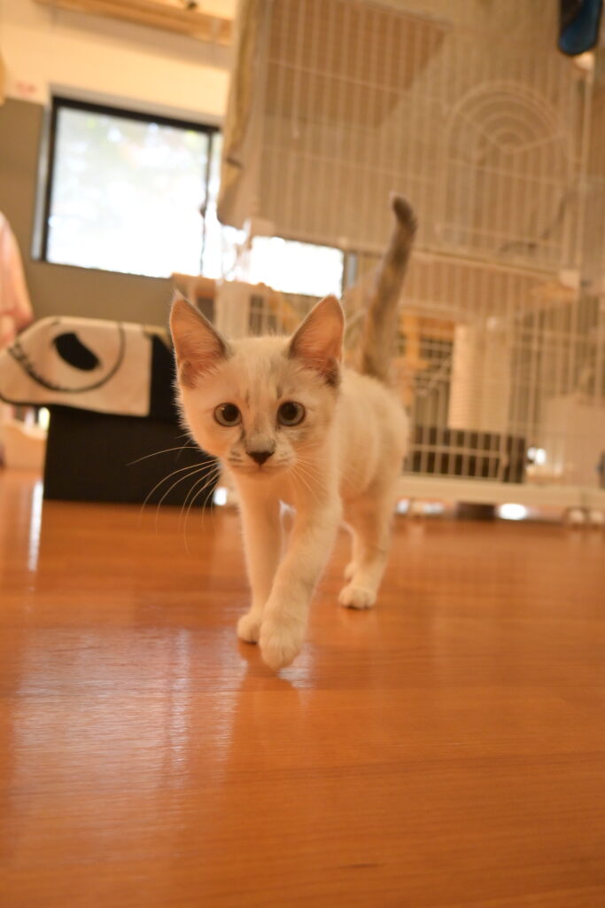 adoptions-sliderの3枚目