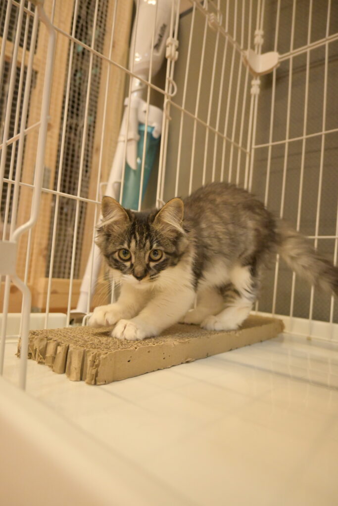 adoptions-sliderの5枚目