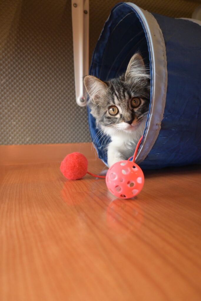 adoptions-sliderの3枚目