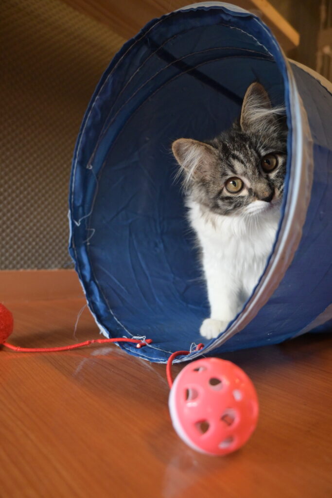 adoptions-sliderの4枚目