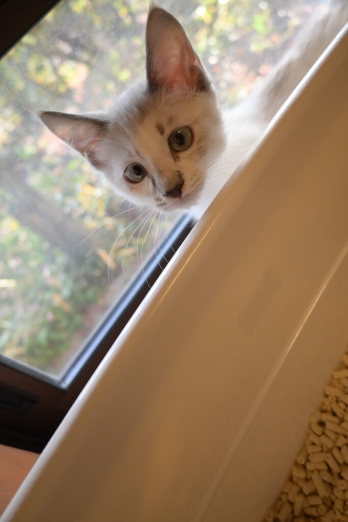 adoptions-sliderの4枚目