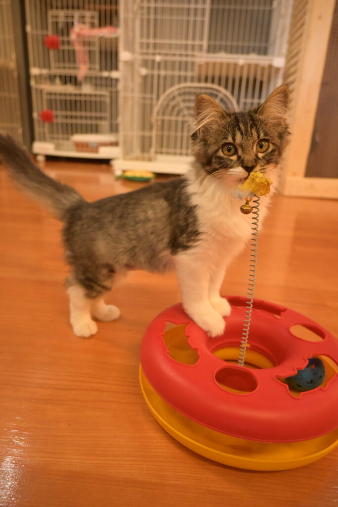 adoptions-sliderの2枚目