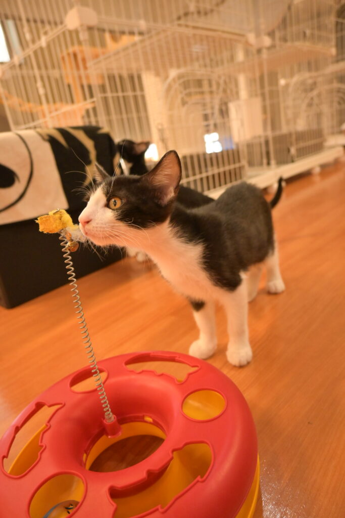 adoptions-sliderの10枚目