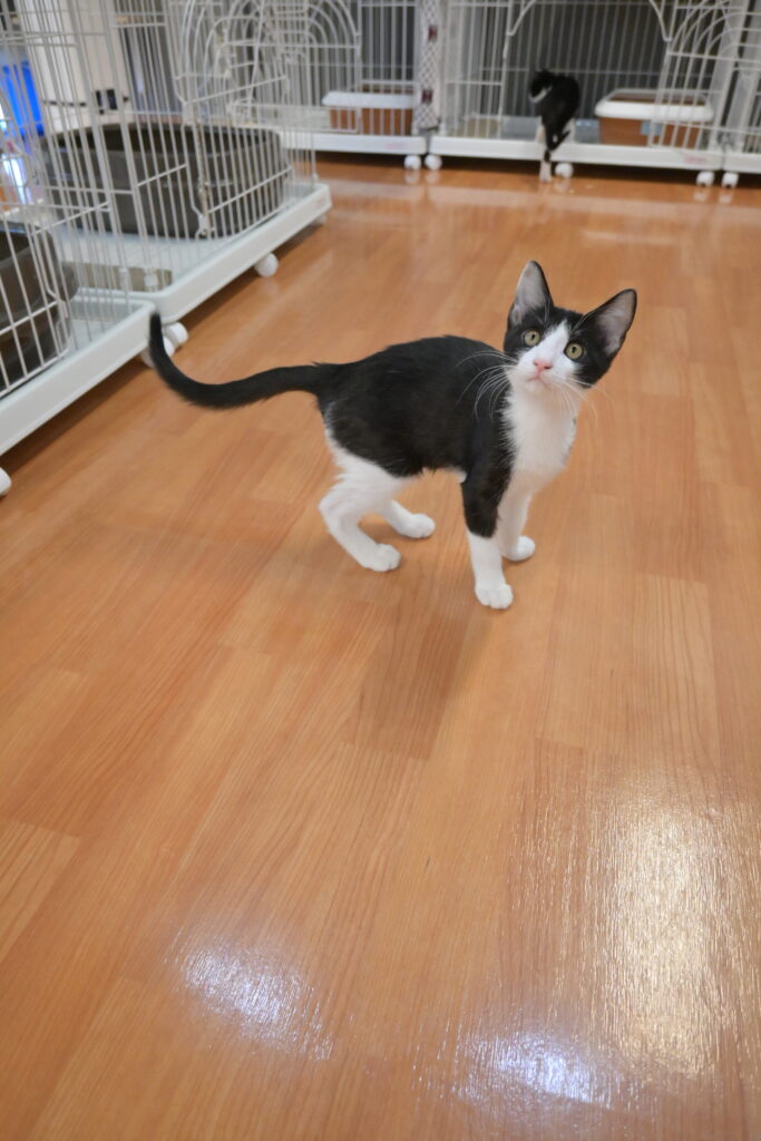 adoptions-sliderの9枚目