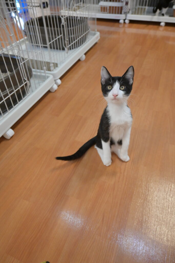 adoptions-sliderの3枚目