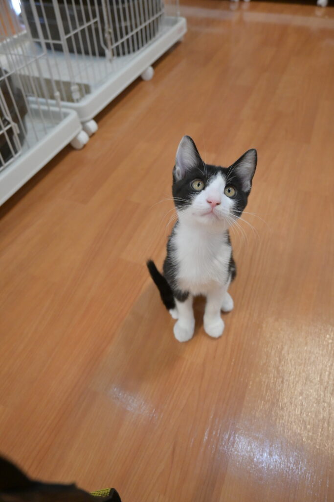 adoptions-sliderの2枚目