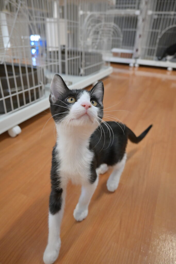 adoptions-sliderの4枚目