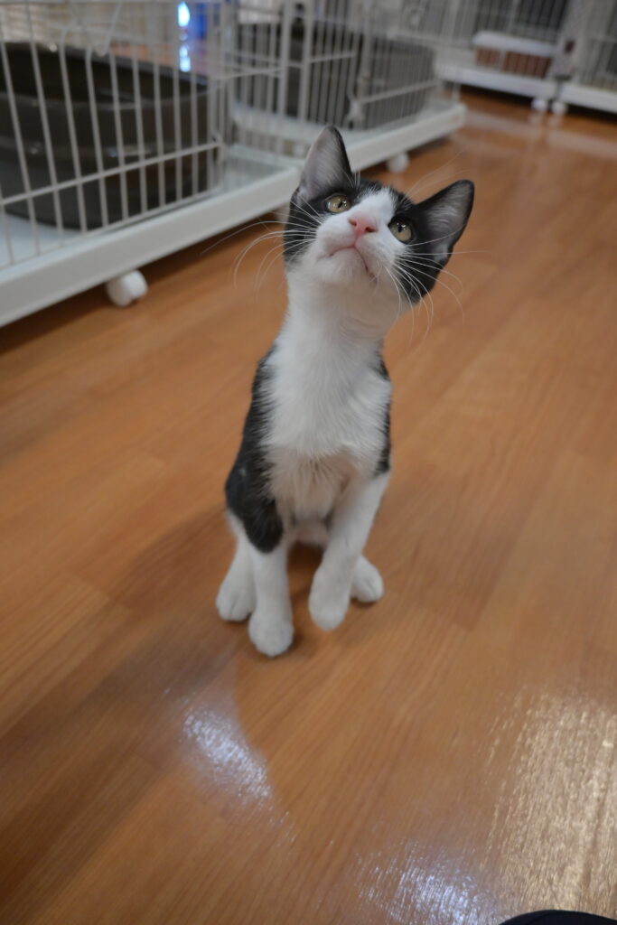 adoptions-sliderの5枚目