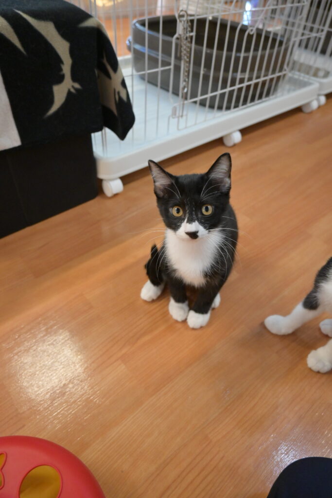 adoptions-sliderの3枚目