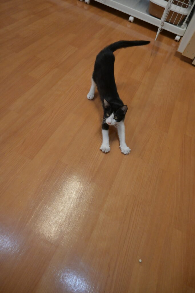 adoptions-sliderの7枚目