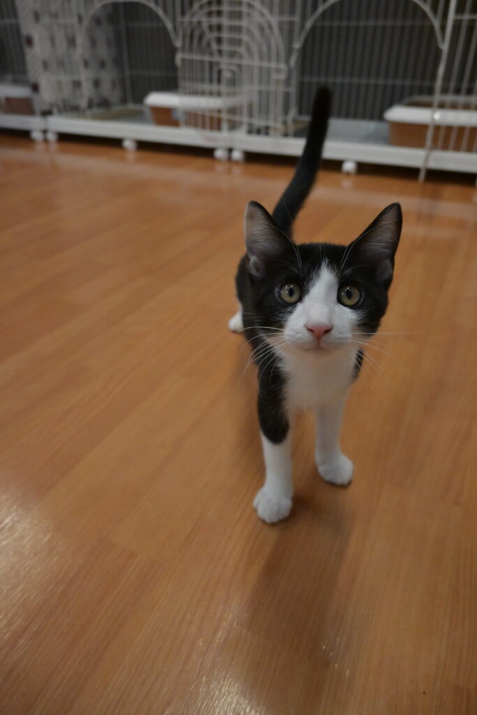 adoptions-sliderの8枚目