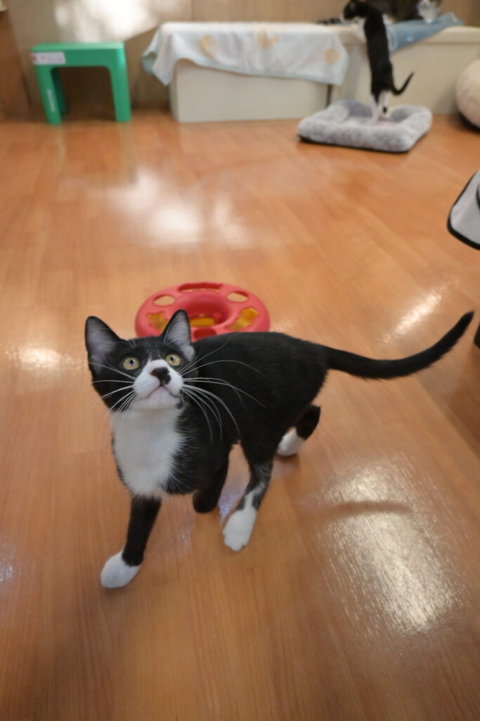 adoptions-sliderの5枚目