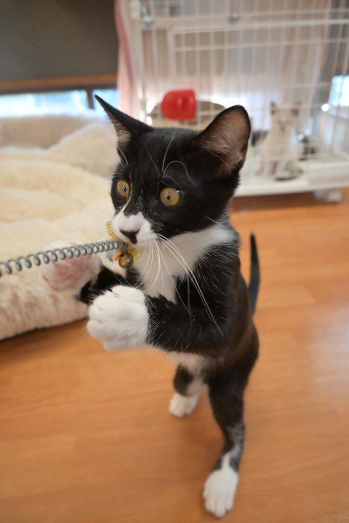 adoptions-sliderの6枚目