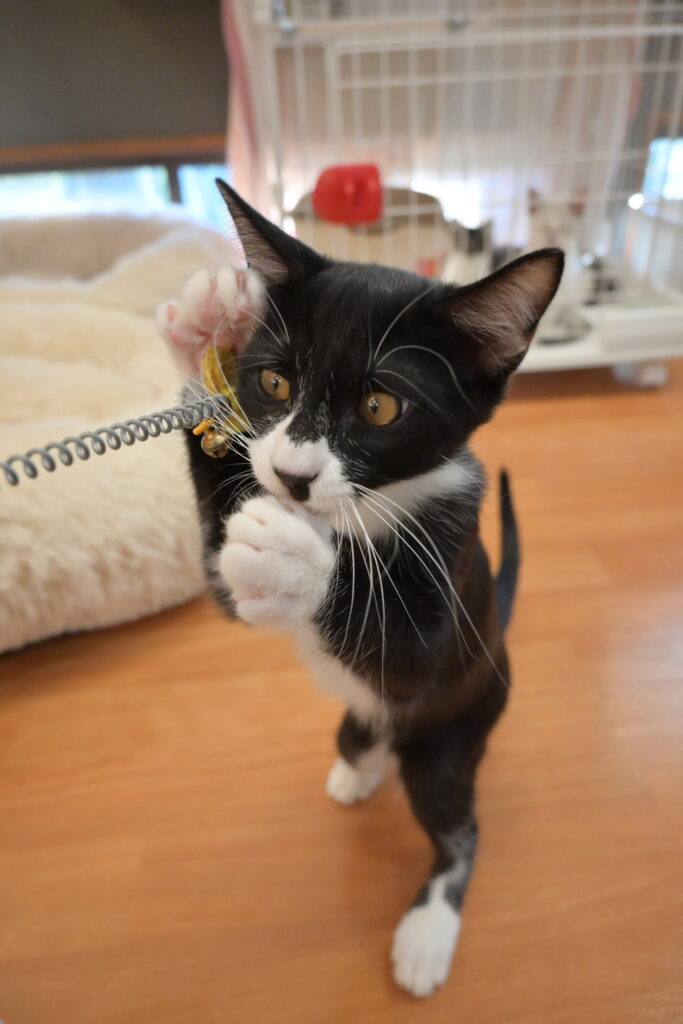 adoptions-sliderの7枚目