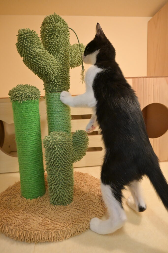 adoptions-sliderの3枚目