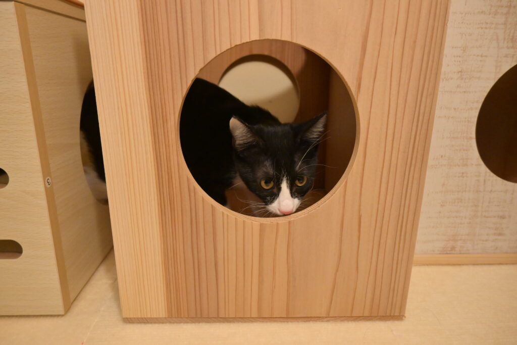 adoptions-sliderの7枚目