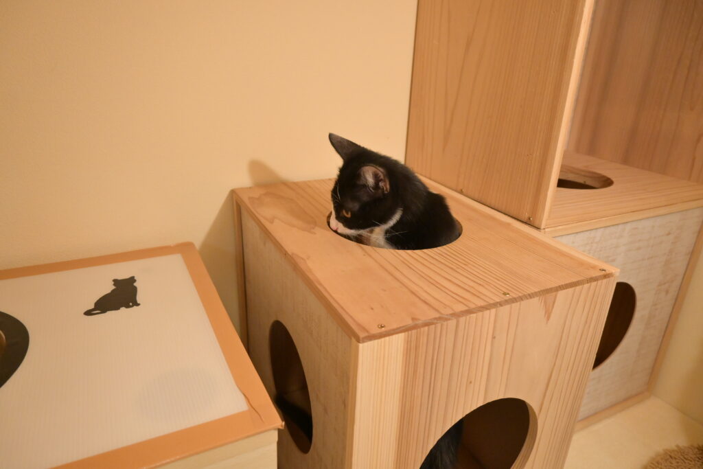 adoptions-sliderの8枚目