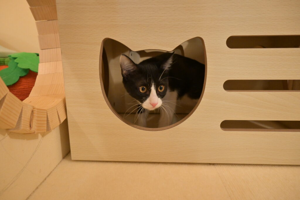 adoptions-sliderの9枚目