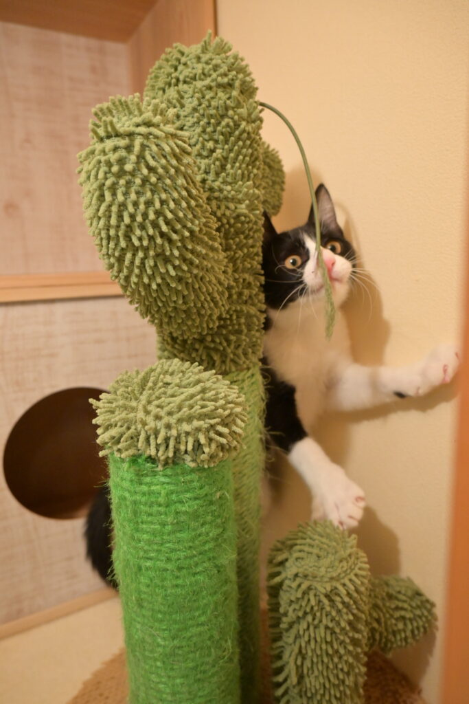 adoptions-sliderの4枚目