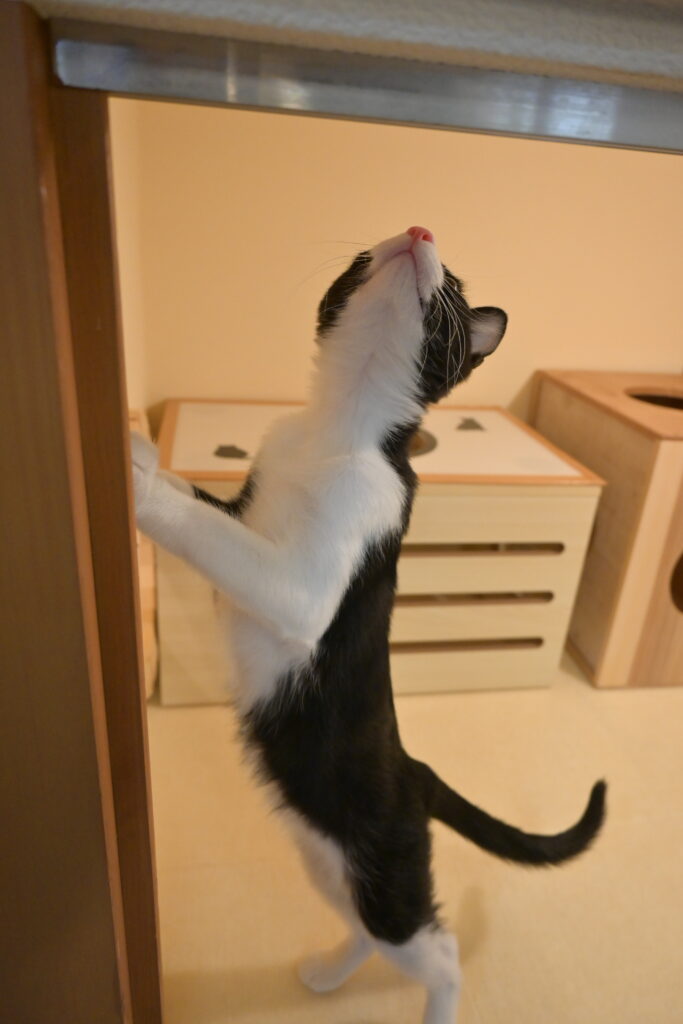 adoptions-sliderの10枚目