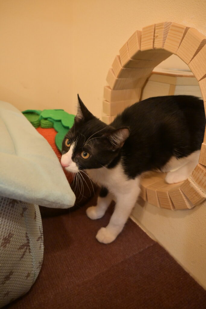 adoptions-sliderの5枚目