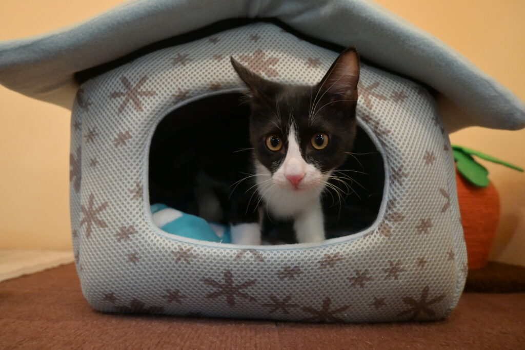 adoptions-sliderの6枚目