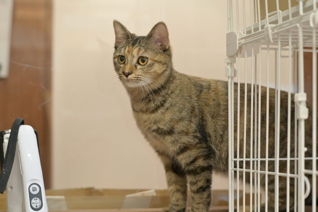 adoptions-sliderの3枚目