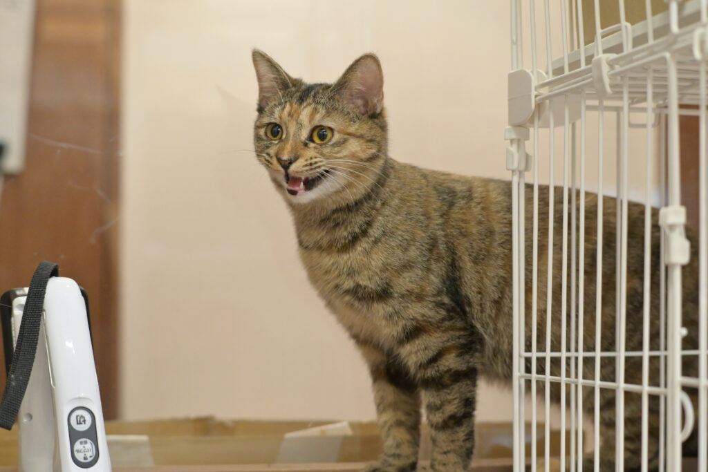 adoptions-sliderの4枚目