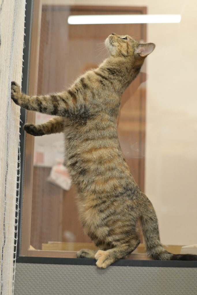 adoptions-sliderの5枚目