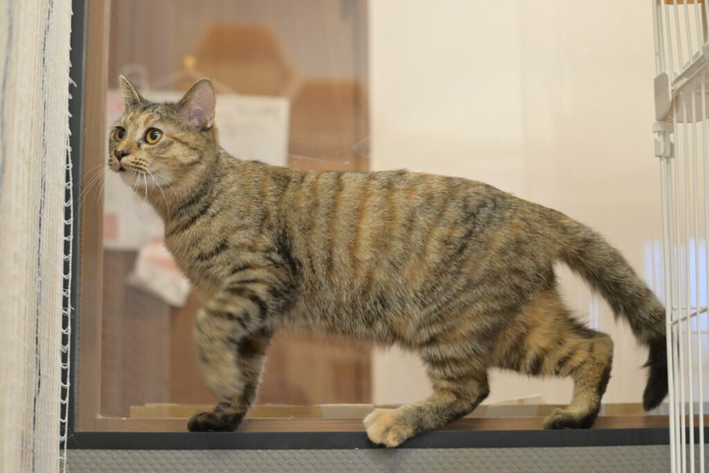 adoptions-sliderの6枚目