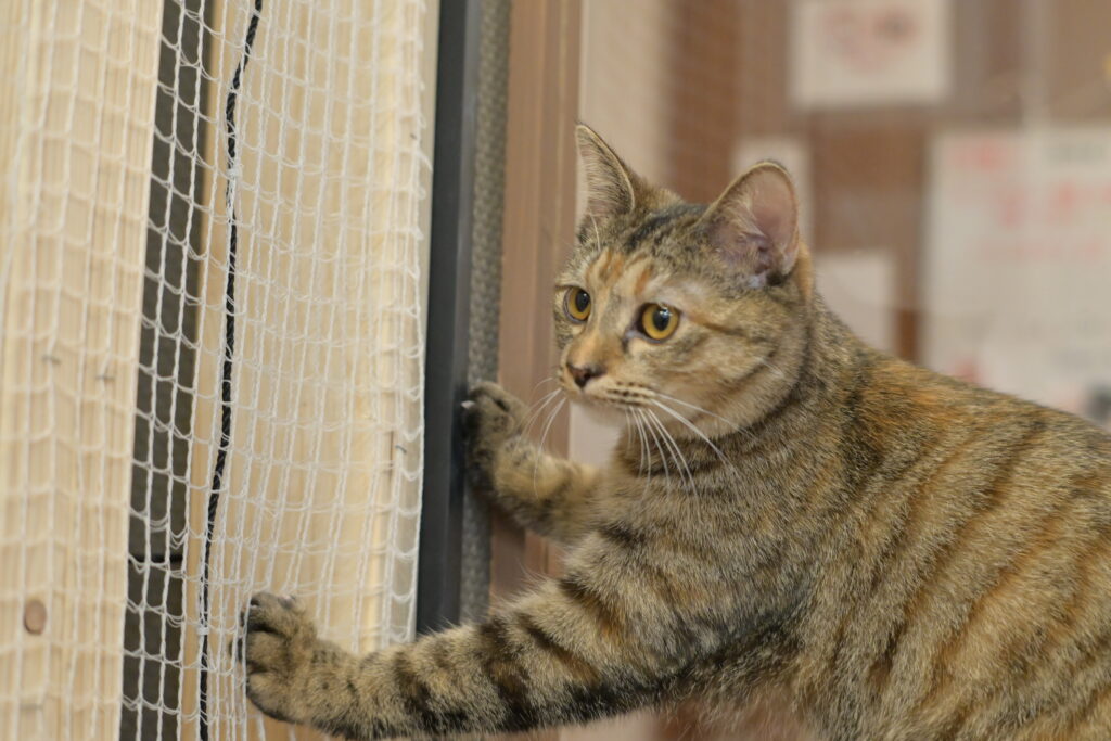 adoptions-sliderの7枚目