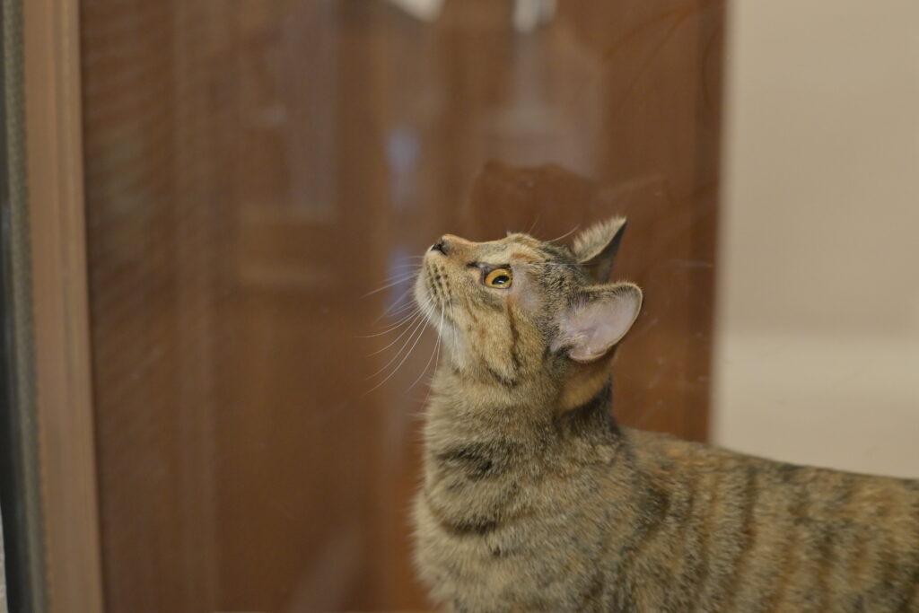 adoptions-sliderの8枚目