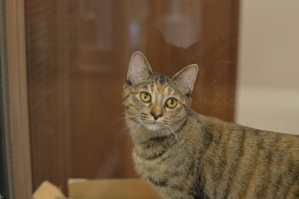 adoptions-sliderの9枚目