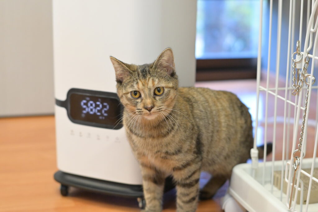 adoptions-sliderの2枚目