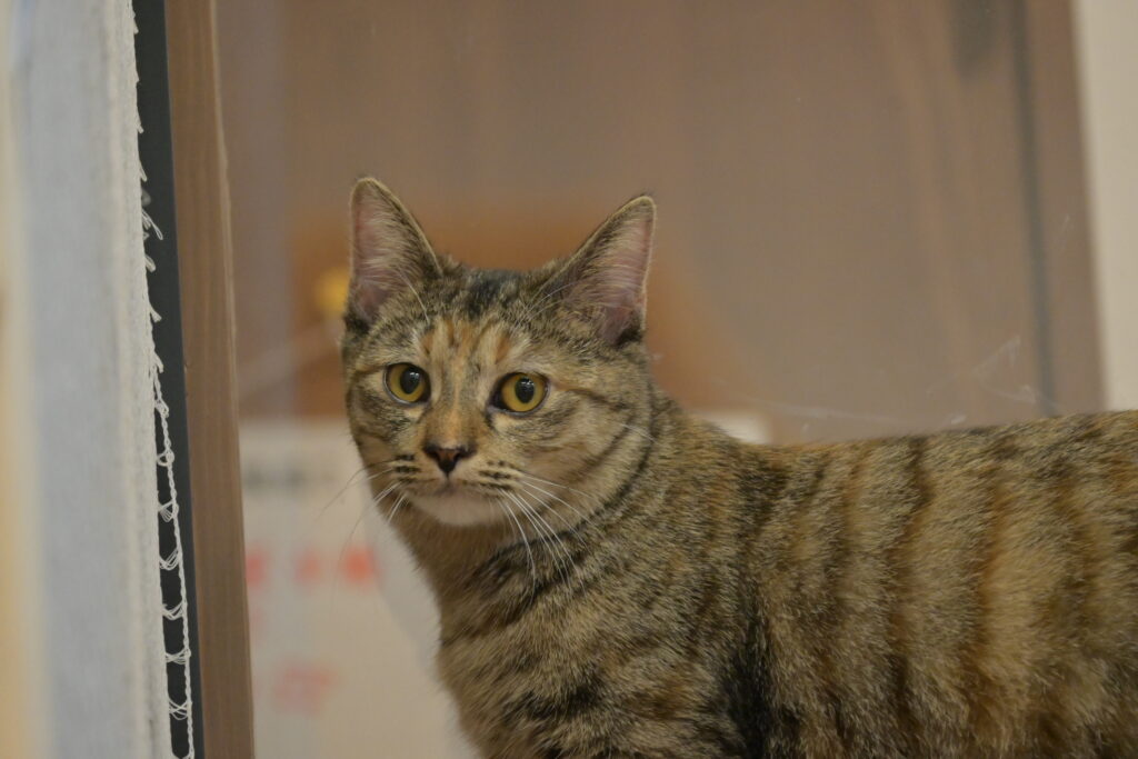 adoptions-sliderの10枚目