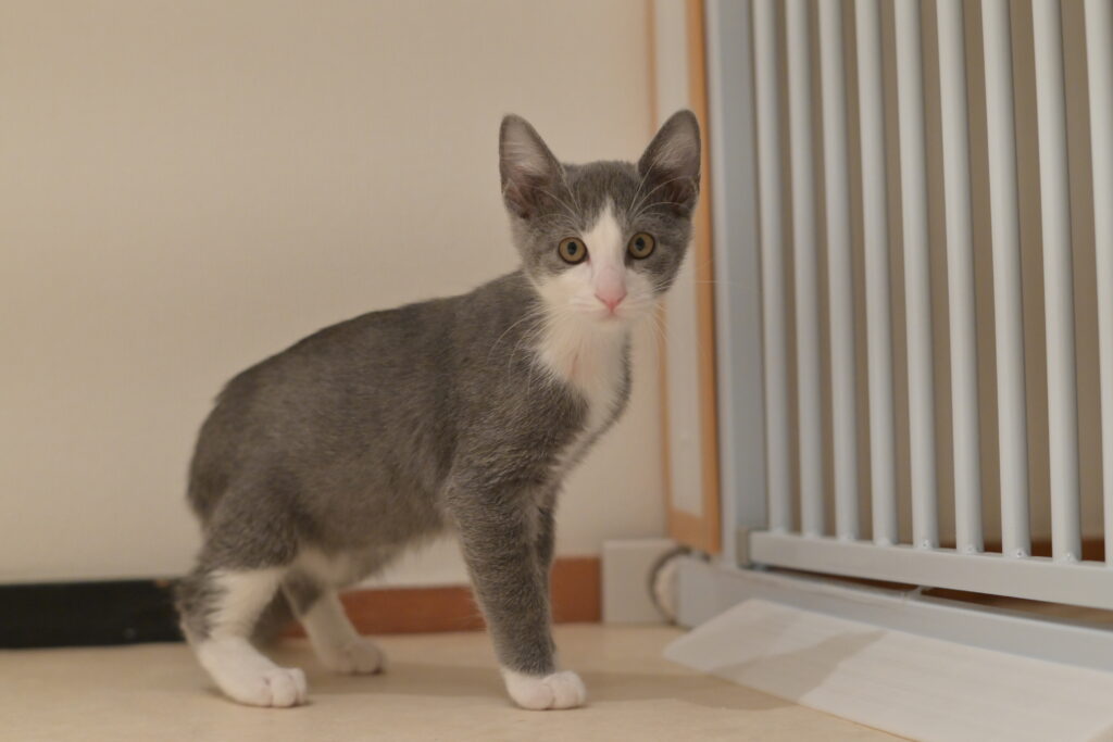 adoptions-sliderの2枚目