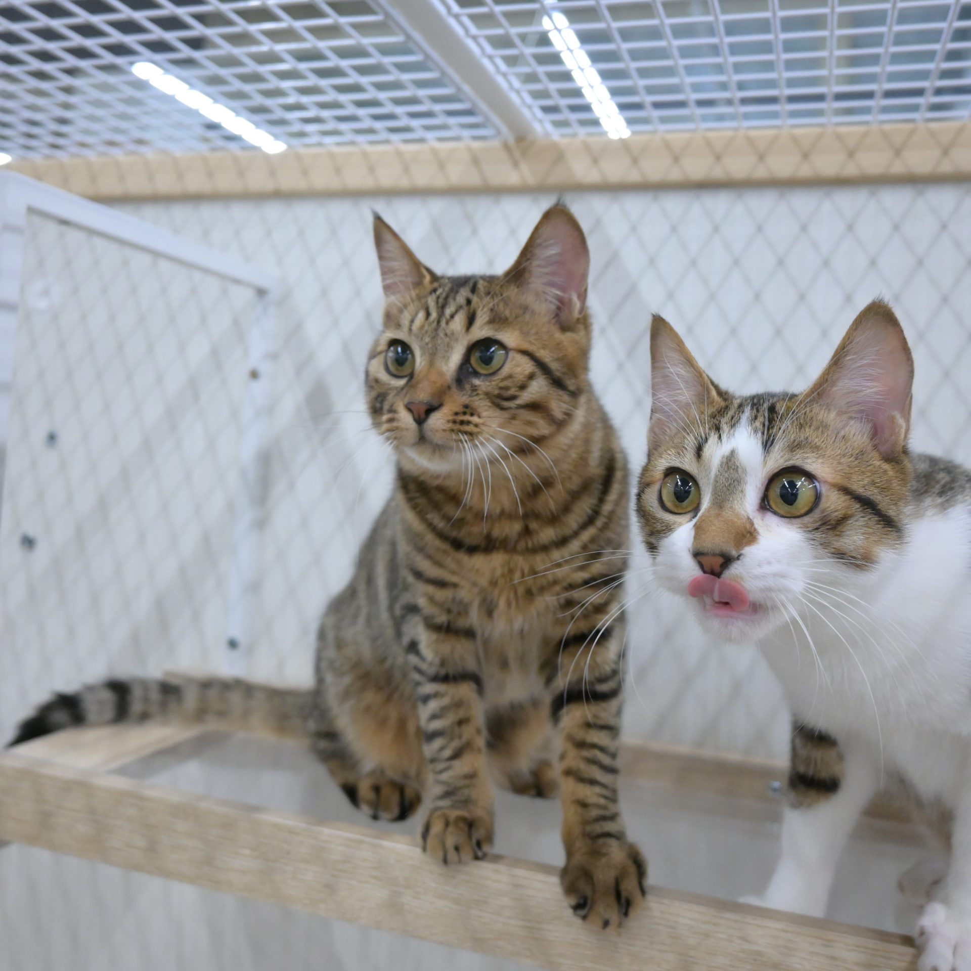 里親募集中の猫ちゃん