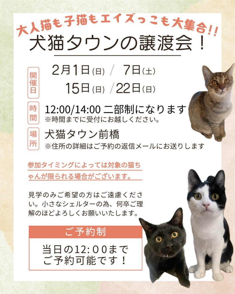 2026年2月の「譲渡会」の日程が決まりました【犬猫タウン前橋】 - 一般 