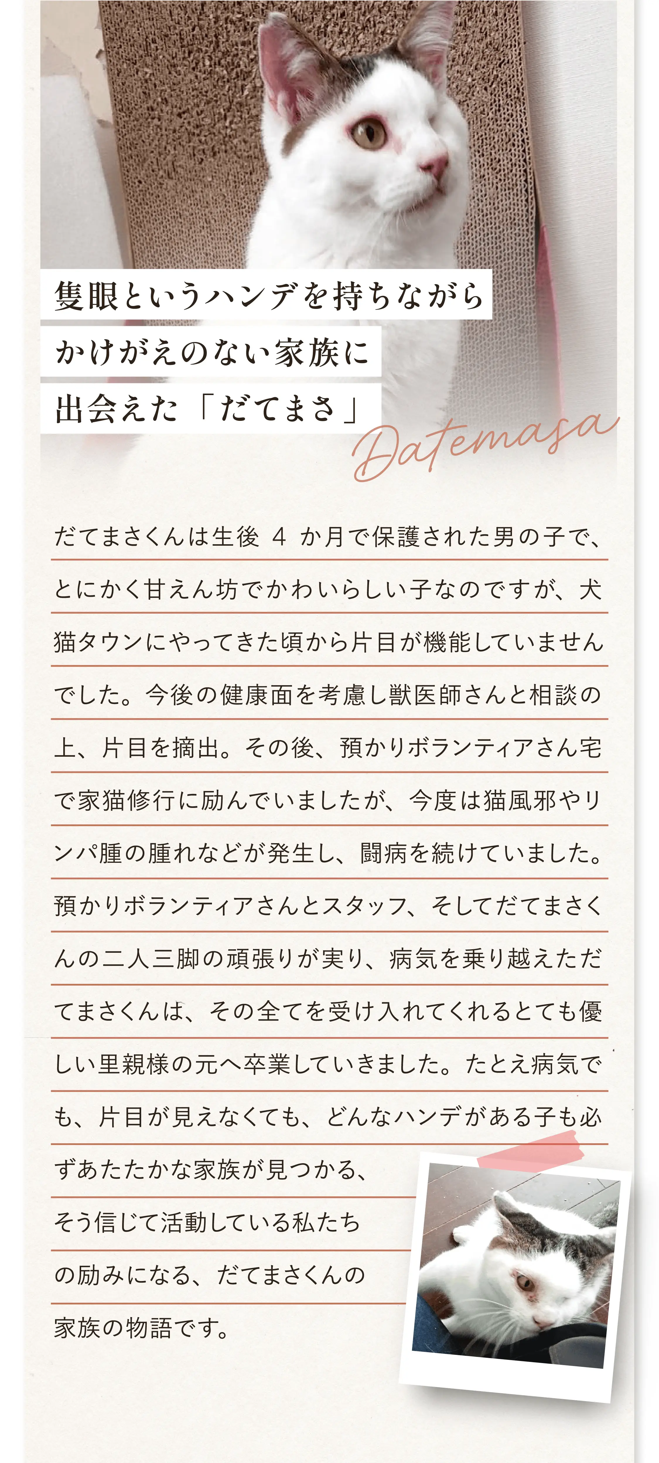 隻眼というハンデを持ちながらかけがえのない家族に出会えた「だてまさ」。だてまさくんは生後4か月で保護された男の子で、とにかく甘えん坊でかわいらしい子なのですが、犬猫タウンにやってきた頃から片目が機能していませんでした。今後の健康面を考慮し獣医師さんと相談の上、片目を摘出。その後、預かりボランティアさん宅で家猫修行に励んでいましたが、今度は猫風邪やリンパ腫の腫れなどが発生し、闘病を続けていました。預かりボランティアさんとスタッフ、そしてだてまさくんの二人三脚の頑張りが実り、病気を乗り越えただてまさくんは、その全てを受け入れてくれるとても優しい里親様の元へ卒業していきました。たとえ病気でも、片目が見えなくても、どんなハンデがある子も必ずあたたかな家族が見つかる、そう信じて活動している私たちの励みになる、だてまさくんの家族の物語です。