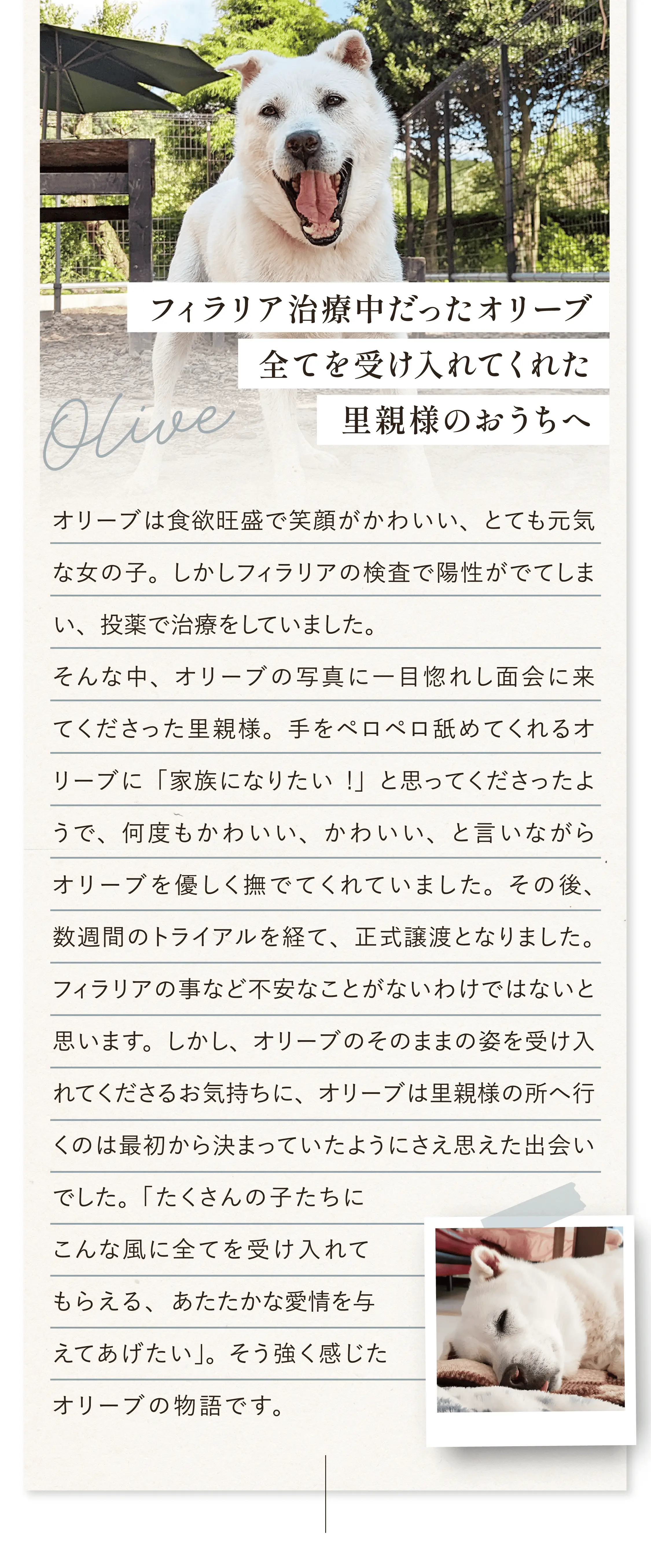 フィラリア治療中だった「オリーブ」全てを受け入れてくれた里親様のおうちへ。オリーブは食欲旺盛で笑顔がかわいい、とても元気な女の子。しかしフィラリアの検査で陽性がでてしまい、投薬で治療をしていました。そんな中、オリーブの写真に一目惚れし面会に来てくださった里親様。手をペロペロ舐めてくれるオリーブに「家族になりたい!」と思ってくださったようで、何度もかわいい、かわいい、と言いながらオリーブを優しく撫でてくれていました。その後、数週間のトライアルを経て、正式譲渡となりました。フィラリアの事など不安なことがないわけではないと思います。しかし、オリーブのそのままの姿を受け入れてくださるお気持ちに、オリーブは里親様の所へ行くのは最初から決まっていたようにさえ思えた出会いでした。「たくさんの子たちにこんな風に全てを受け入れてもらえる、あたたかな愛情を与えてあげたい」。そう強く感じたオリーブの物語です。